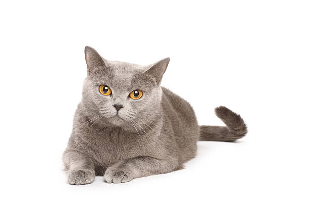 British cat stock photo