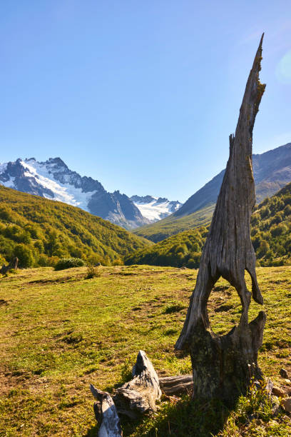 istock Scenic View Of Tree Mountains Against Clear Sky 932201512