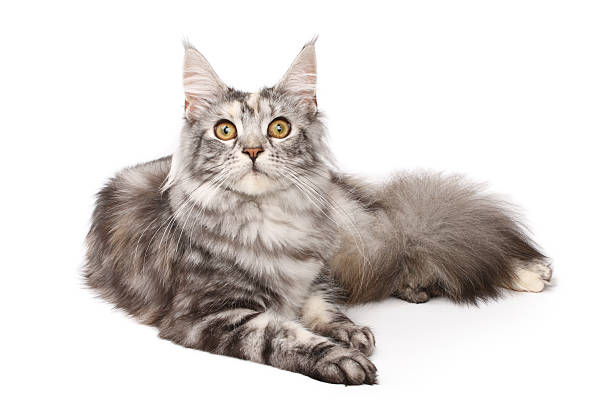 Maine-coon cat stock photo