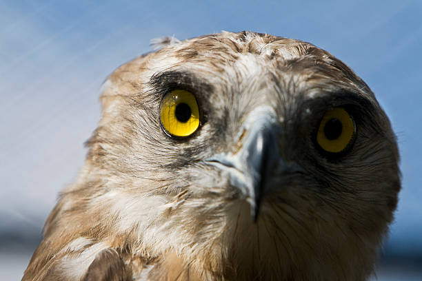 Brown Snake Eagle stock photo