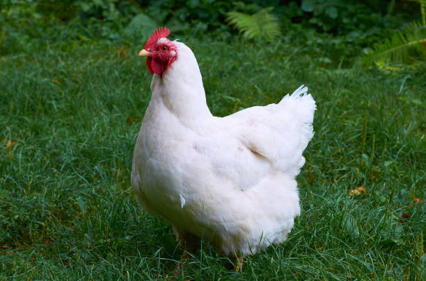 A white hen standing on a green lawn