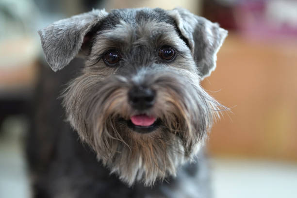 istock Small black dog mixed breed with beautiful bright eyes 932205170