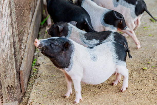 istock Herd of pigs at pig breeding farm 932205250