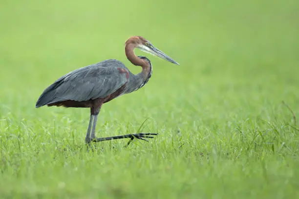 Goliath stork looking for food