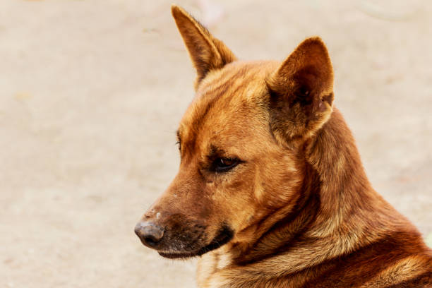 istock Dog face pet stray shelter close up. 932205496