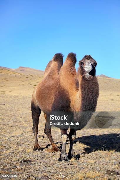 알타이 낙타 낙타에 대한 스톡 사진 및 기타 이미지 - 낙타, 고비 사막, 몽골