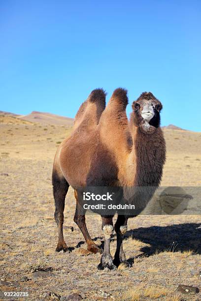 Foto de Altai Camelo e mais fotos de stock de Camelo - Camelídeos - Camelo - Camelídeos, Deserto de Gobi, Mongólia