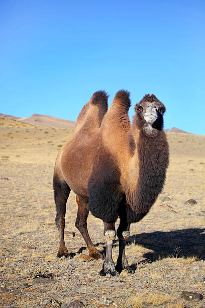 алтайские верблюжий - bactrian camel camel independent mongolia gobi desert стоковые фото и изображения