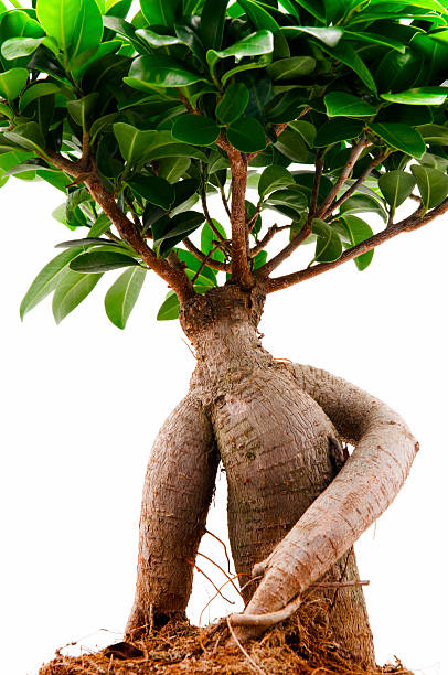Ficus Ginseng  ficus microcarpa bonsai stock pictures, royalty-free photos & images