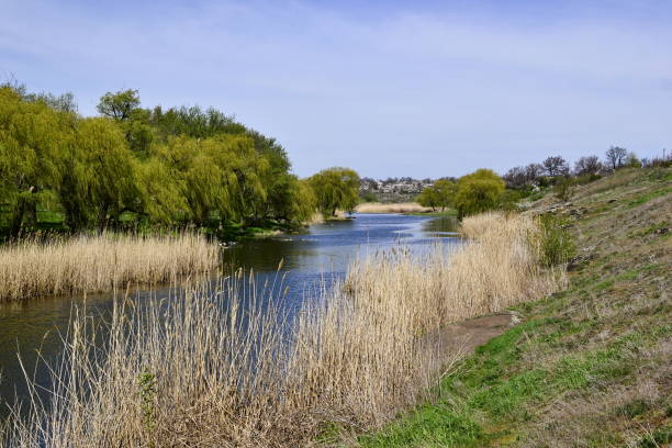 istock Dry reeds and green trees along river 932211088