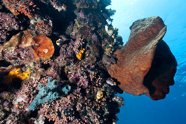 istock Giant Sponge hangs out in the blue of Celahcelah, Bunaken 93221187