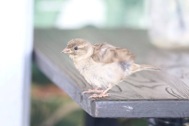 istock Close-Up Of Bird Perching On Wood 932228046
