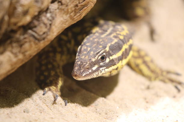 istock Close-Up Of Lizard On Sand 932230510
