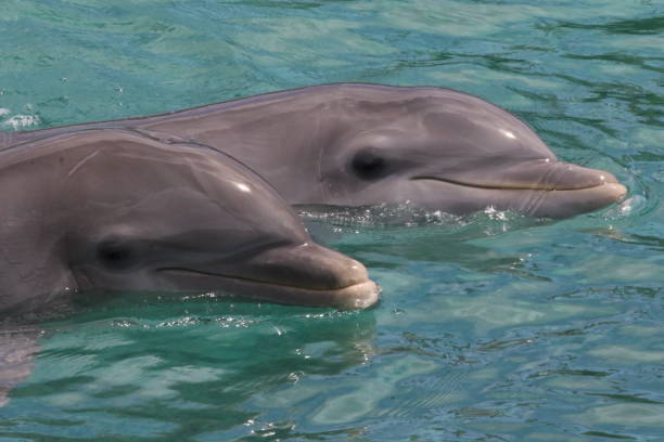 istock Dolphin Swimming In Sea 932230868