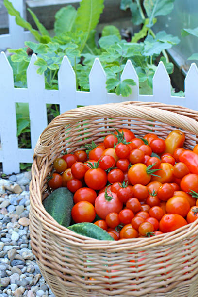 istock Cherry tomatoes. Fresh   bio vegetables . Harvest of tomatoes. Wicker basket with cherry tomatoes. 932231920