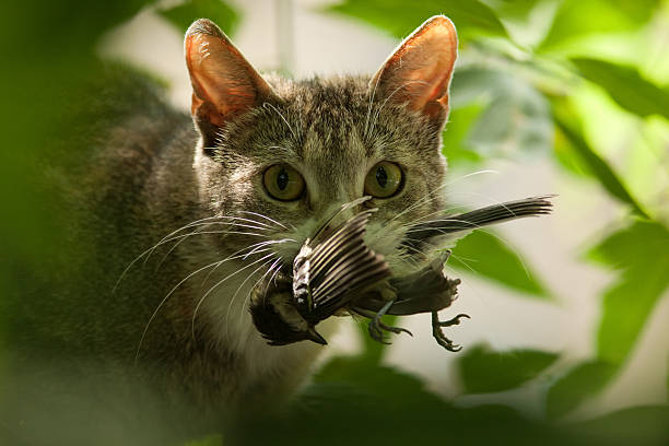 katze mit vogel in den zähnen. - tiere bei der jagd stock-fotos und bilder