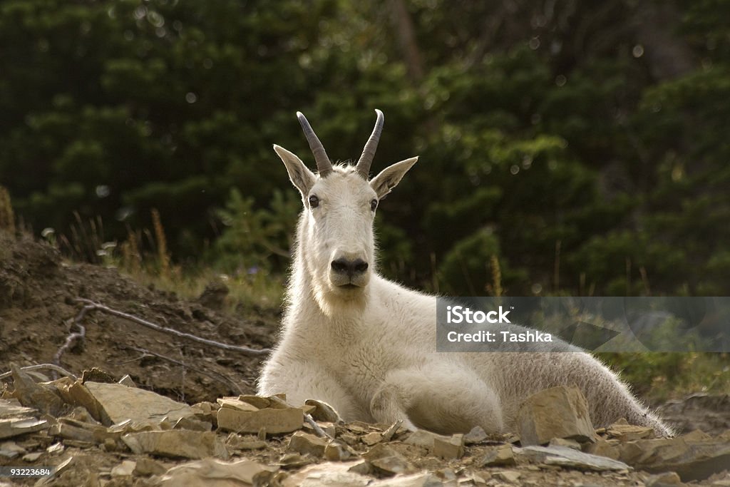 Montana vida silvestre - Foto de stock de Aire libre libre de derechos