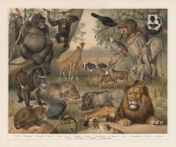 African wildlife, lithograph, published in 1897 African wildlife: 1) Gorilla; 2) Chimpanzee (Pan); 3) Mandrill (Mandrillus sphinx); 4) Giraffe; 5) Lesser kudu (Ammelaphus imberbis, or Tragelaphus imberbis); 6) Lion (Panthera leo); 7) Hippopotamus (Hippopotamus amphibius); 8) African bush elephant (Loxodonta africana); 9) Warthog (Phacochoerus africanus); 10) Aye-aye (Daubentonia madagascariensis); 11) Black-and-white ruffed lemur (Varecia variegata); 12) Violet turaco (Musophaga violacea); 13) Grey parrot (Psittacus erithacus); 14) Helmeted guineafowl (Numida meleagris); 15) Ostrich (Struthio camelus); 16) Rain frogs (Breviceps); 17) Chameleon; 18) Rock hyrax (Procavia capensis). Lithograph after a drawing by Gustav Mützel (German painter, 1839 - 1893), published in 1897. mandrill stock illustrations