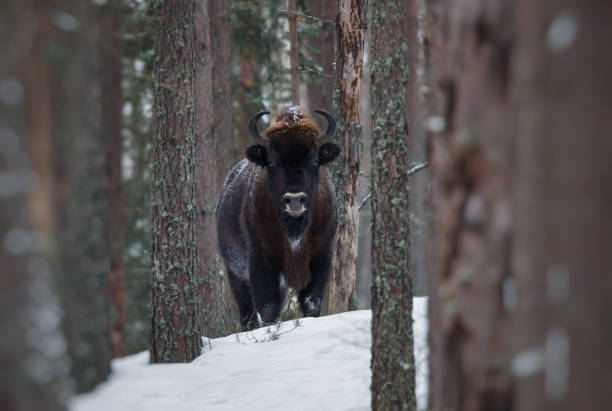 bewegungslos große wilde braune bison (wisent) im winterwald. europäischen auerochsen (bison, bison bonasus) stehen zwischen den bäumen. große holz wisente in der natur-habitat.belarus - auroch stock-fotos und bilder