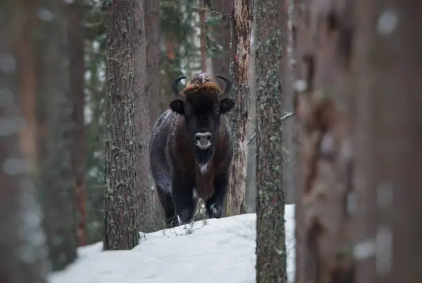 Motionless Great Wild Brown Bison (Wisent) In Winter Forest. European Aurochs ( Bison, Bison Bonasus ) Standing Among The Trees. Big European Wood Bison In The Nature Habitat.Belarus