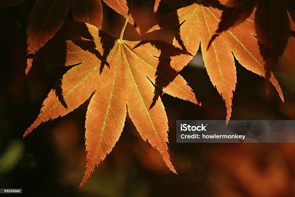 Feuilles d'érable automne - Photo de Arbre libre de droits