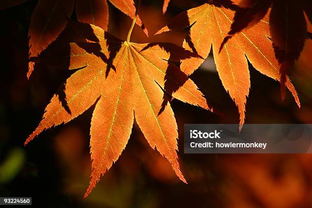 Autumnal Liście Klonu - zdjęcia stockowe i więcej obrazów Bez ludzi - Bez ludzi, Czerwony, Drzewo