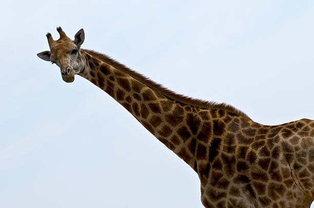 Giraffe stock photo