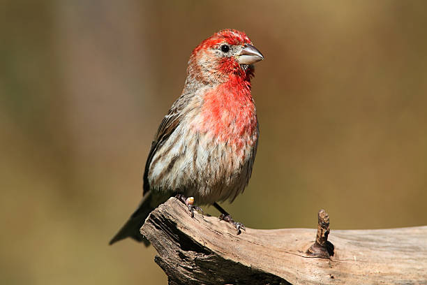 istock Male House Finch (Carpodacus mexicanus) 93225094