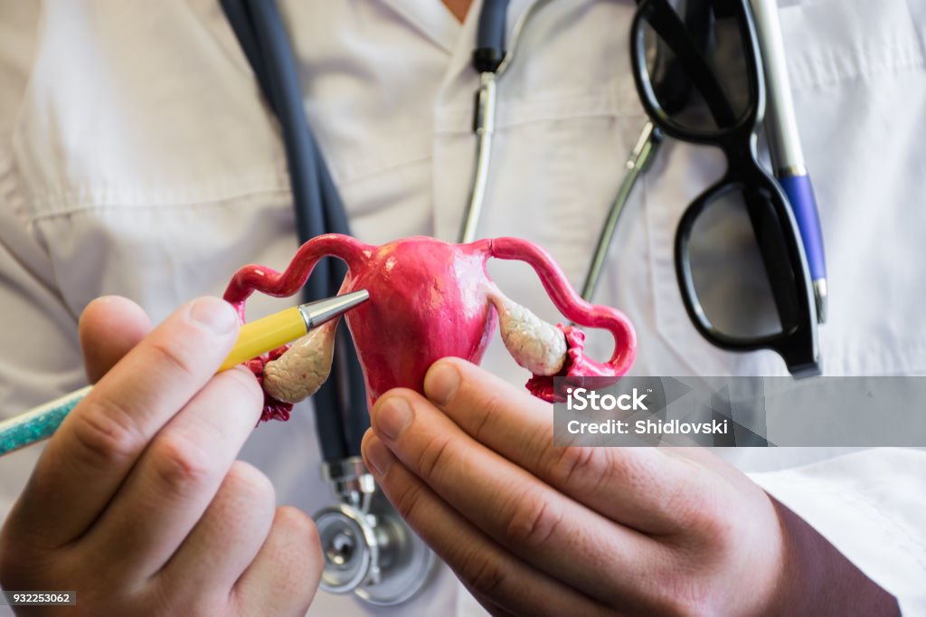 Uterus with ovaries and doctor. Doctor in white medical lab coat with stethoscope around his neck shows and indicates to the patient on uterus. Concept photo for use as teaching subject for patient Endometriosis Stock Photo