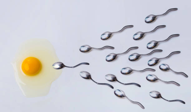 Fertilizing concept. Spermatozoa and egg as symbols, eggs and spoons. Spoons go to egg yolk as male sperm to female egg. Man and woman, future life, birth of life. Beautiful biology and anatomy concepto de la fertilización. espermatozoides y óvulo como símbolos, los huevos y cucharas. cucharas de ir a la yema de huevo como masculina esperma al óvulo. hombre y mujer, vida futura, el nacimiento de la vida. anatomía y biología hermosa