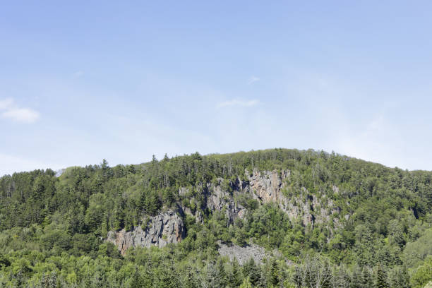 istock Healthy fir trees in forest, Quebec, Canada 932263068