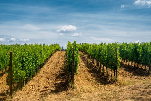 istock Landscape near San Gimignano (Tuscany) 932264060