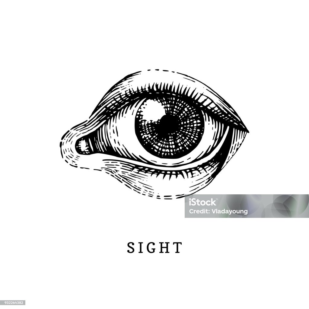 Icona disegnata a mano del senso della vista umana in stile inciso. Illustrazione vettoriale di mans Eye - arte vettoriale royalty-free di Occhio