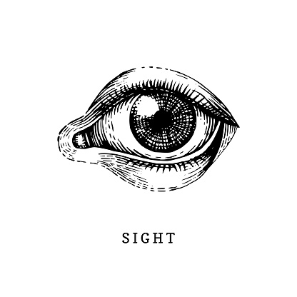 Hand drawn icon of human Sight sense in engraved style. Vector illustration of mans Eye.
