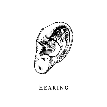 Hand drawn icon of human sense of Hearing in engraved style. Vector illustration of mans Ear.