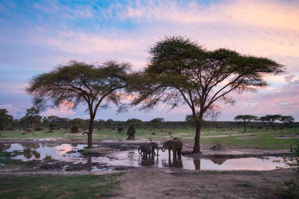elefantes em um caldeirão - non urban scene standing water waterhole landscape - fotografias e filmes do acervo