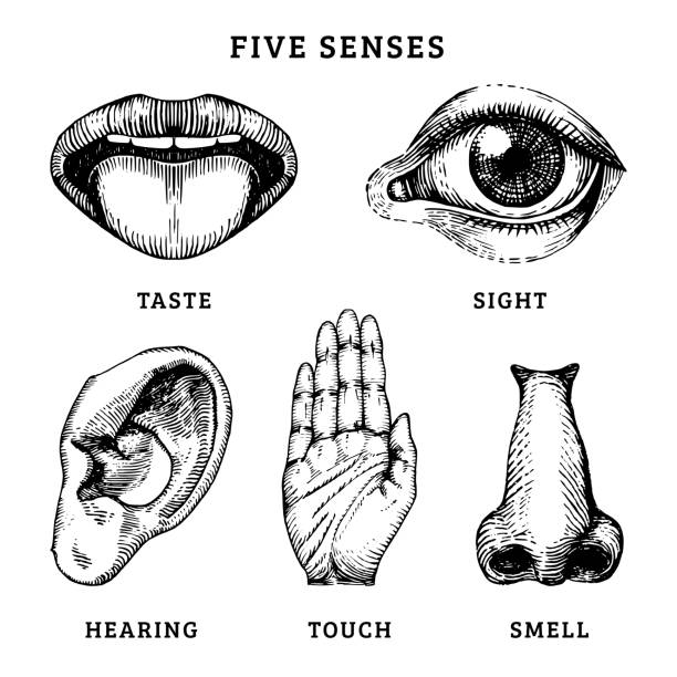 Icons set of five human senses in engraved style. Vector illustration of sensory organs Icons set of five human senses in engraved style. Vector illustration of sensory organs. sense of science and technology stock illustrations