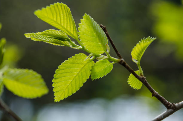 istock Green leaves on a tree in nature 932271122