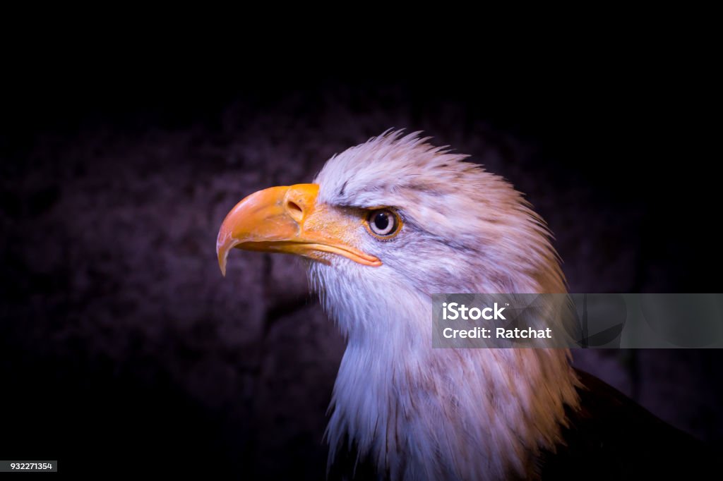 Bald Eagle In Dark Background American Eagle National Animal Of The United  States Of America Stock Photo - Download Image Now - iStock