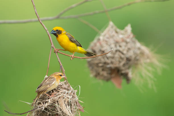 istock Couple of bird building nest. 932271616