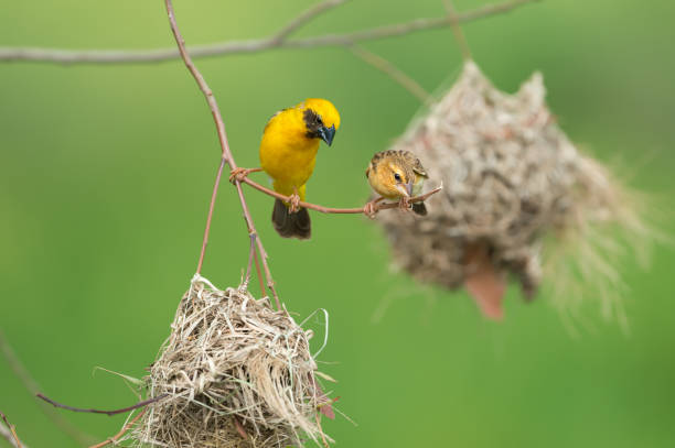 istock Couple bird during mating and nest building season 932271674