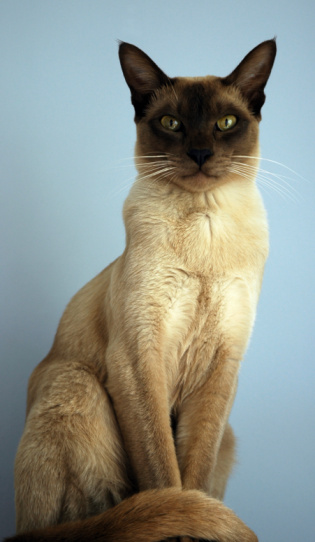 Front-facing Siamese cat with blue eyes, white background, adorable cat, pet