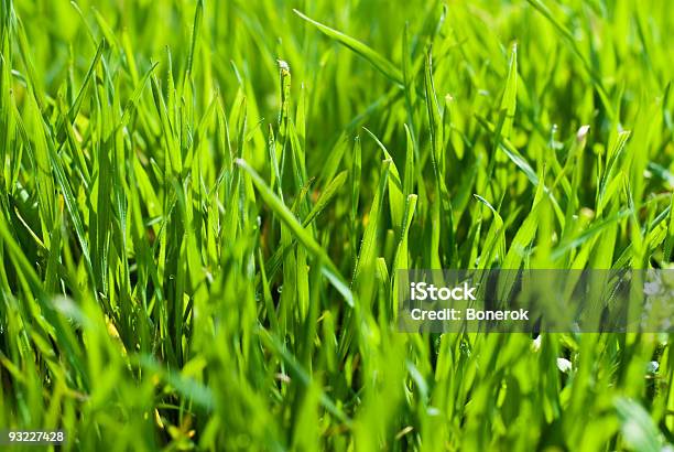 緑の芝生 - 草の葉のストックフォトや画像を多数ご用意 - 草の葉, まぶしい, やわらか