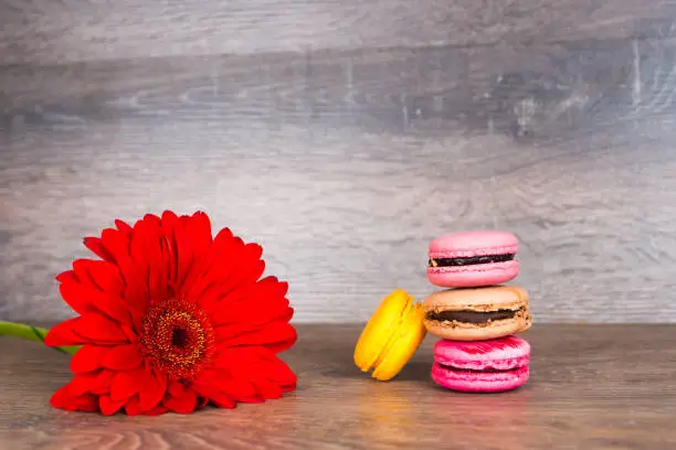 red gerbera flower with macaroons on wooden table