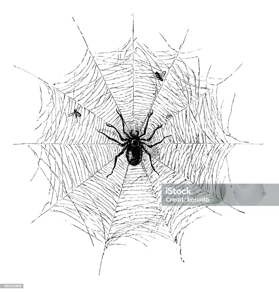 Spider with flies in spider web Spider with flies in spider web - Scanned 1875 Engraving Spider Web stock illustration
