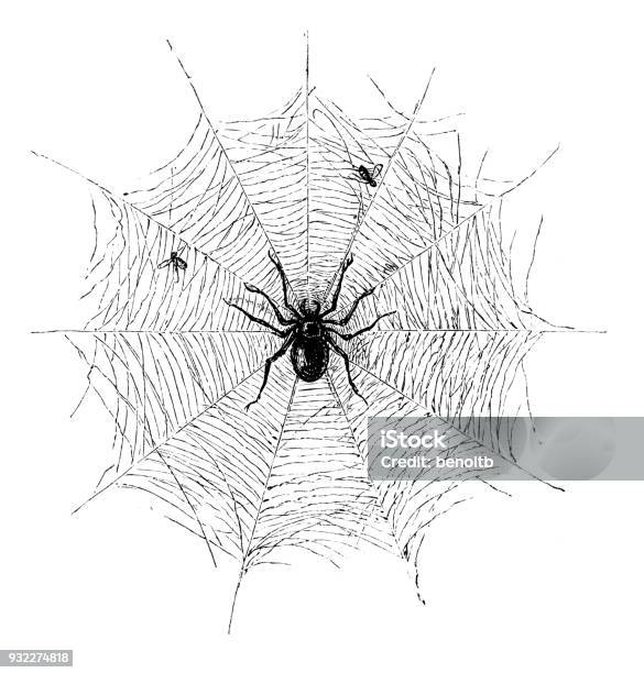 Spider With Flies In Spider Web Stock Illustration - Download Image Now - Spider Web, Spider, Victorian Style