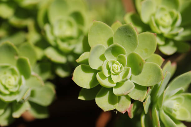 istock Closeup of Hens and Chicks Succulent 932276100