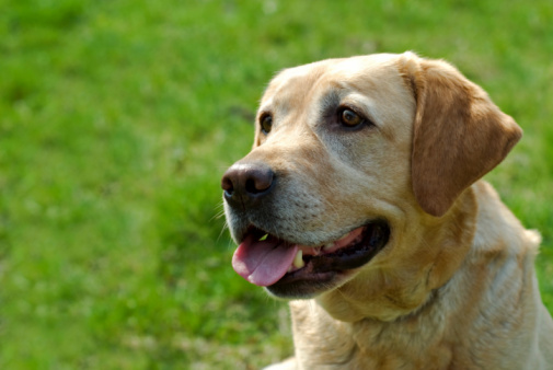 An overweight Labrador Retriever mixed breed dog standing outdoors