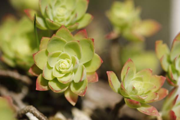 istock Closeup of Hens and Chicks Succulent 932276384