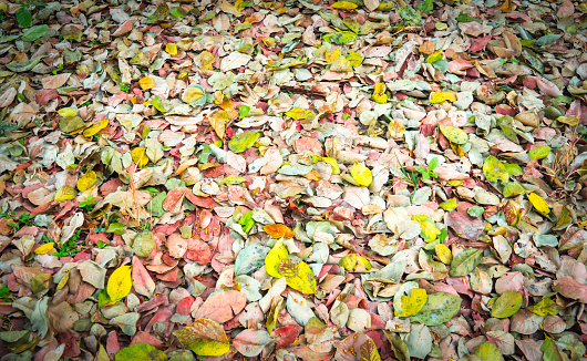 Colored dry leaf overcast ground